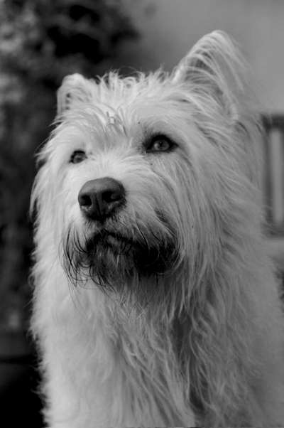 Dogorama Photo Challenge - Portrait-Beitrag-Bild