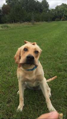 Foto's und Hundemodels-Beitrag-Bild