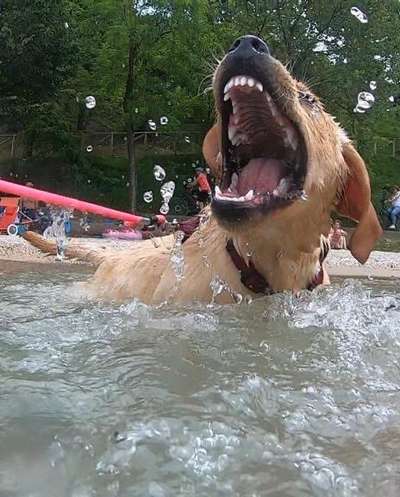 Lustigsten Grimassen von euren Hunden-Beitrag-Bild