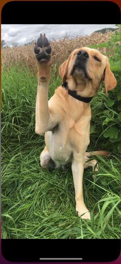 Dogorama Blog Challenge: Hundetricks-Beitrag-Bild