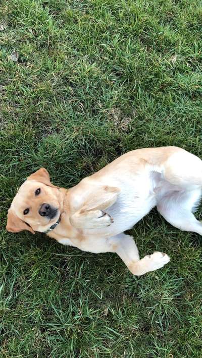 Labradorfans-Beitrag-Bild