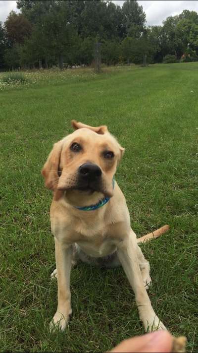 Zeigt eure verrücktesten Hundebilder-Beitrag-Bild