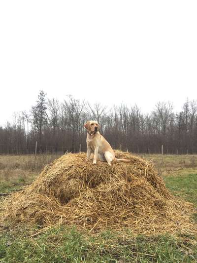 Labradorfans-Beitrag-Bild