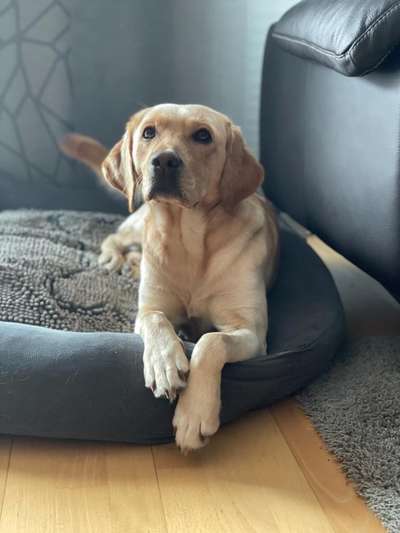 Labradorfans-Beitrag-Bild