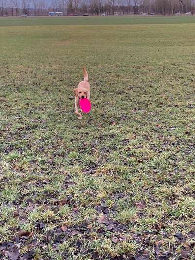 Labradorfans-Beitrag-Bild