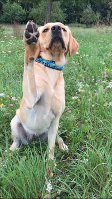 Foto's und Hundemodels-Beitrag-Bild