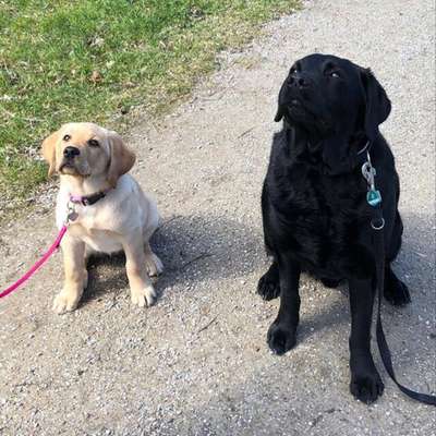 Bester Freund, Hundekumpel - zeigt her!-Beitrag-Bild