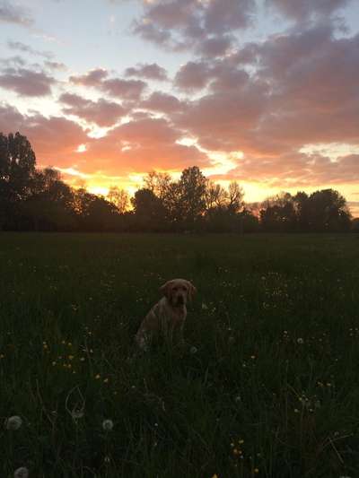 Foto's und Hundemodels-Beitrag-Bild