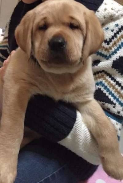 Welpen Bilder !-Beitrag-Bild