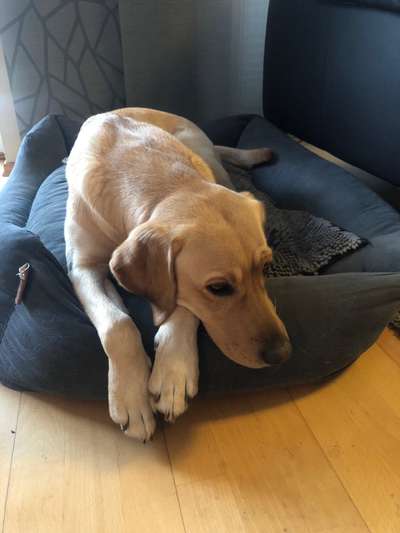 Labradorfans-Beitrag-Bild