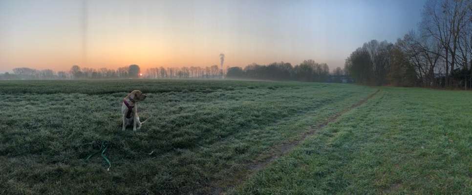 Hundeauslaufgebiet-Hammerschmiede Heide und Feld-Bild