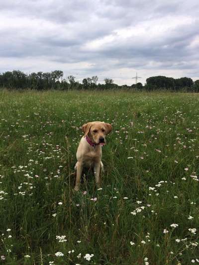 Die Dogorama Monats Challenge "Es grünt und blüht"-Beitrag-Bild