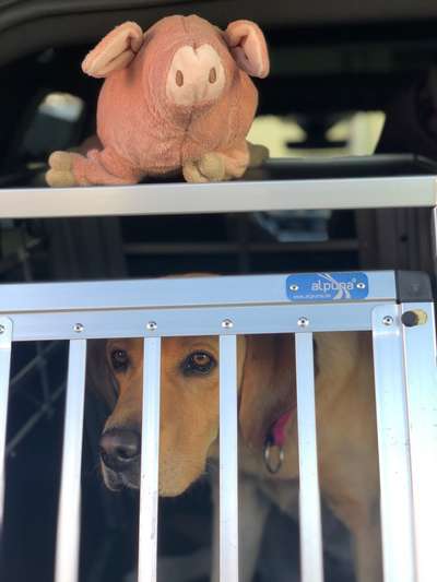 FOTOCHALLENGE 70 - Dein Hund im Auto-Beitrag-Bild