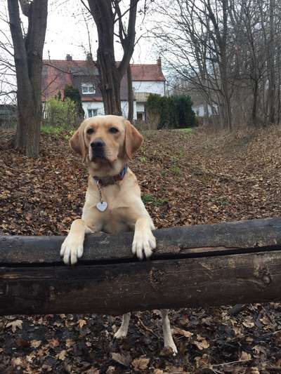 Foto's und Hundemodels-Beitrag-Bild