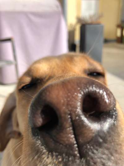 Lustigsten Grimassen von euren Hunden-Beitrag-Bild