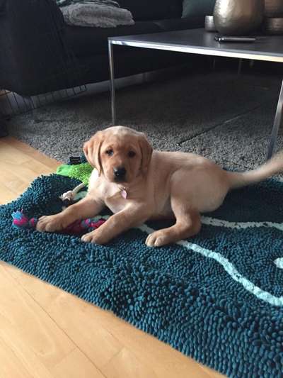 Labradorfans-Beitrag-Bild