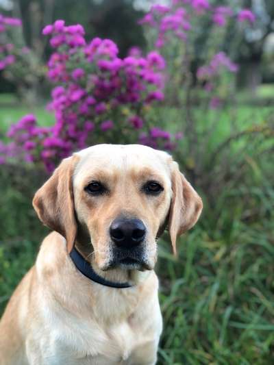 Die Dogorama Kalender Challenge Titelbild-Beitrag-Bild