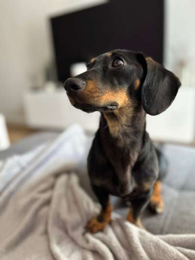 TierschutzhundeStammtisch🐕-Beitrag-Bild