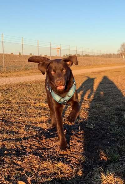 Labradorfans-Beitrag-Bild