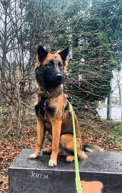 Malinois-Beitrag-Bild
