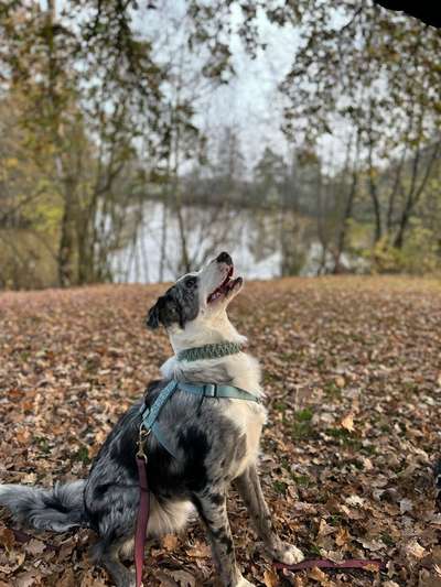 Hundetreffen-Schöne Hunde treffen/spaziergänge-Bild