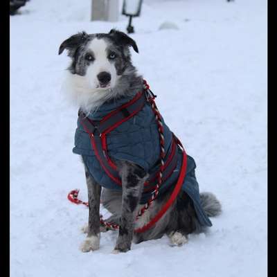 Hundetreffen-Spaziergänge in hatten-Bild