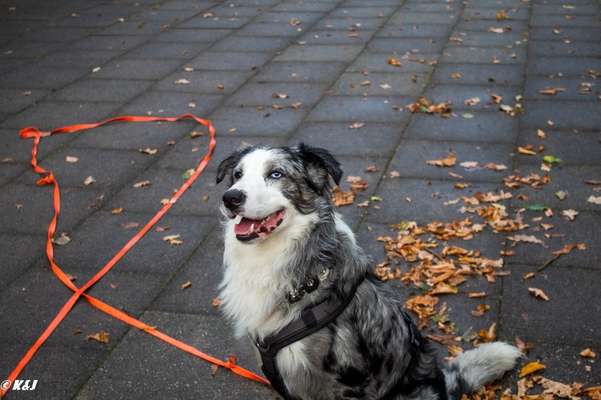 Hundetreffen-Suche Trainingspartner-Bild