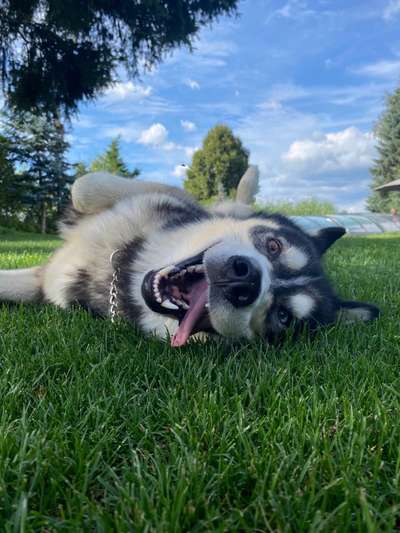 Foto's und Hundemodels-Beitrag-Bild