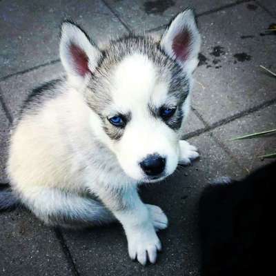 Als Welpen sind sie alle noch süßer-Beitrag-Bild