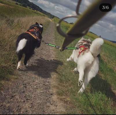 Hundetreffen-Bikejöring Partner :)-Bild