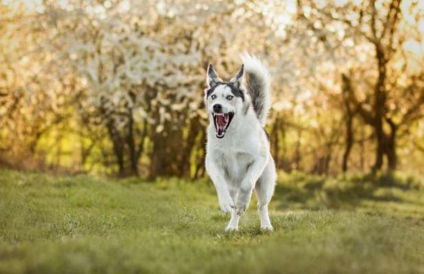 Lustige Bilder-Beitrag-Bild