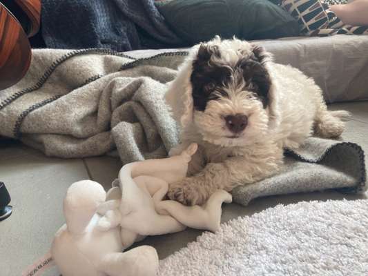 Perro de Aqua Espaniol-Beitrag-Bild