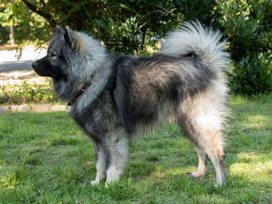 Eurasier hier?-Beitrag-Bild