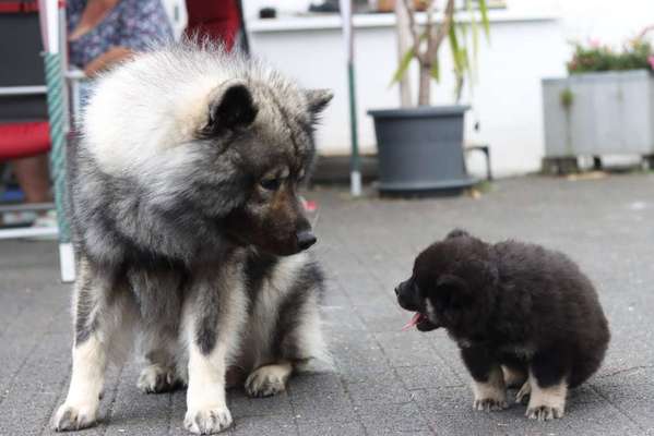 Eurasier hier?-Beitrag-Bild