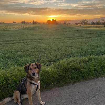 Hundetreffen-Gassi- und/oder Spieltreff :)-Bild