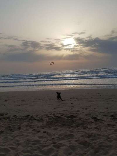 Hobby's mit Hund-Beitrag-Bild