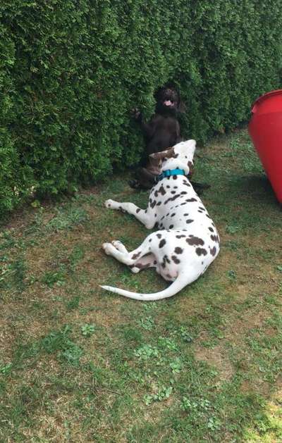 Welpen Bilder !-Beitrag-Bild