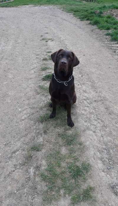 Labradorfans-Beitrag-Bild