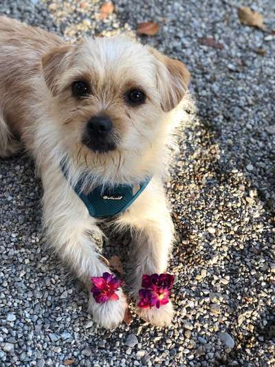 Die besten Hundeblicke 🐾❤️-Beitrag-Bild