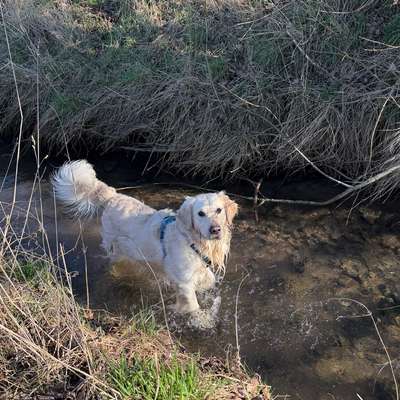 Hundetreffen-Spielkameraden und Gassirunden-Bild