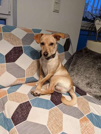 Podenco-Mix in NRW-Beitrag-Bild