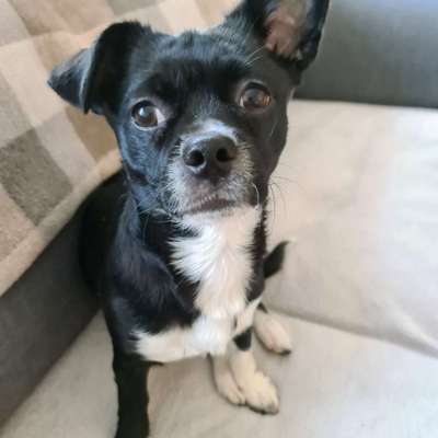 Wie sitzt mein Maulkorb / Maulkorb-Beratung-Beitrag-Bild