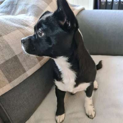 Wie sitzt mein Maulkorb / Maulkorb-Beratung-Beitrag-Bild