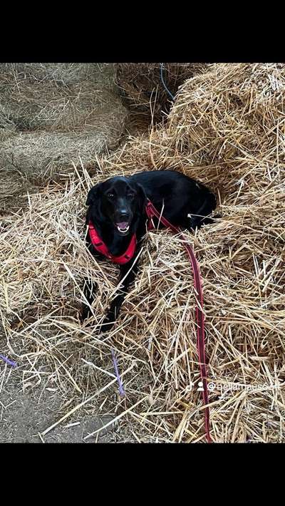 Hundetreffen-Suche Spielgefährten für meine vierjährige Hündin Bella zum toben und kleine Spaziergänge-Bild