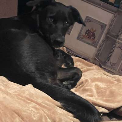 Hundetreffen-Suche Spielgefährten für meine Bella-Bild