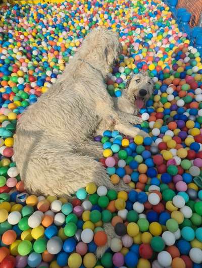 Hundetreffen-Irischer Wolfshund Treffen Gassi + Spiel-Bild