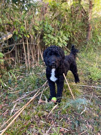 Seltene Rassen!-Beitrag-Bild