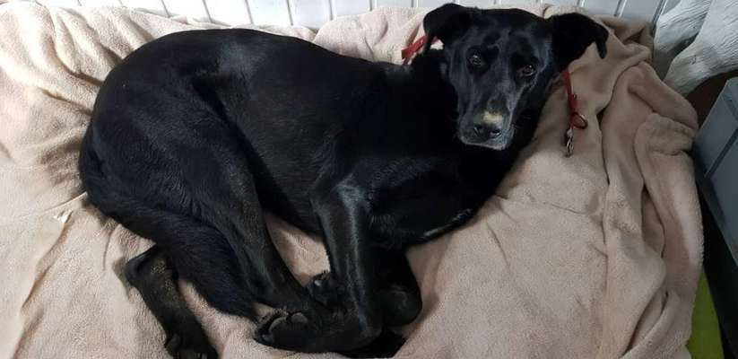 Seltene Rassen!-Beitrag-Bild