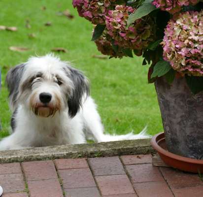 Gibts hier Mioritic Besitzer?-Beitrag-Bild