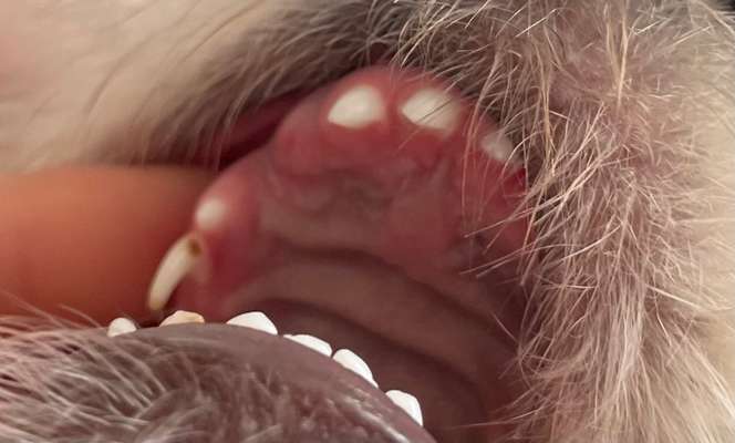 Zahnwechsel Welpe-Beitrag-Bild